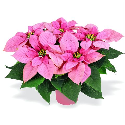 Foto de variedad de flores para ser usadas como: Maceta Poinsettia - Euphorbia pulcherrima RED FOX Premium Lipstick Pink