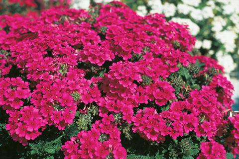 Foto de variedad de flores para ser usadas como: Maceta, patio, Tarrina de colgar Verbena Compact Lascar® Hot Rose