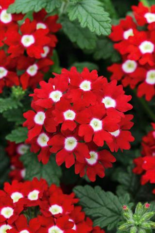 Foto de variedad de flores para ser usadas como: Maceta, patio, Tarrina de colgar Verbena Fuego® Red with Eye