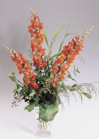 Foto de variedad de flores para ser usadas como: Maceta y planta de temporada Antirrhinum majus Animation Deep Orange