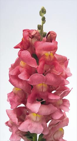 Foto de variedad de flores para ser usadas como: Maceta y planta de temporada Antirrhinum majus Animation Rose