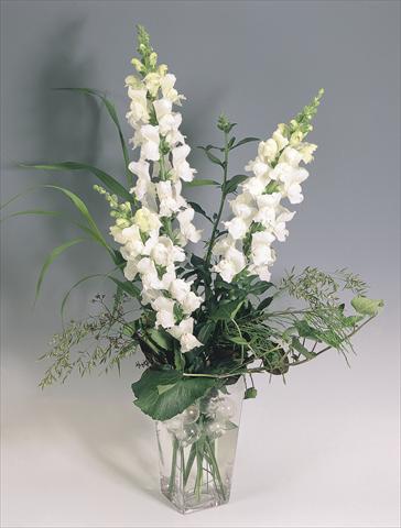 Foto de variedad de flores para ser usadas como: Maceta y planta de temporada Antirrhinum majus Animation White