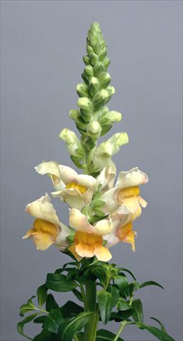 Foto de variedad de flores para ser usadas como: Maceta y planta de temporada Antirrhinum majus Costa Apricot