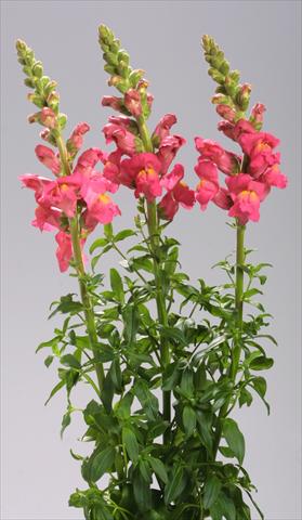 Foto de variedad de flores para ser usadas como: Maceta y planta de temporada Antirrhinum majus Costa Deep Rose