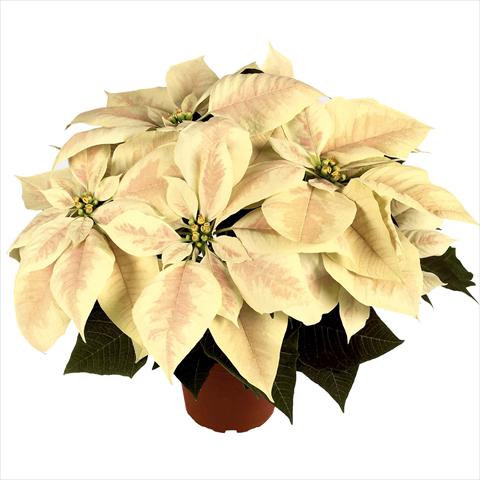 Foto de variedad de flores para ser usadas como: Maceta Poinsettia - Euphorbia pulcherrima RED FOX Premium Marble