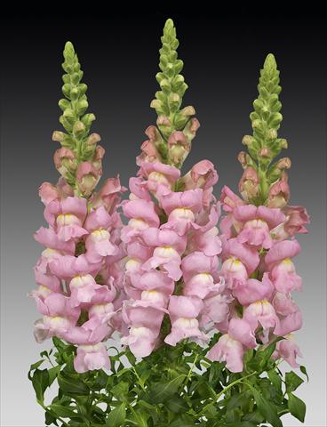 Foto de variedad de flores para ser usadas como: Maceta y planta de temporada Antirrhinum majus Costa Light Rose