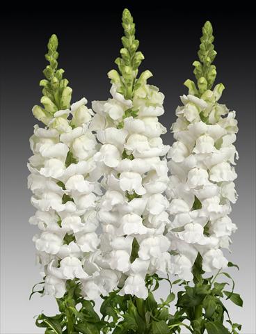 Foto de variedad de flores para ser usadas como: Maceta y planta de temporada Antirrhinum majus Costa Midly White