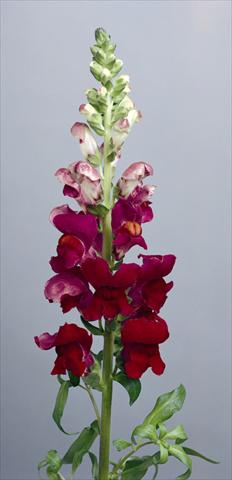 Foto de variedad de flores para ser usadas como: Maceta y planta de temporada Antirrhinum majus Costa Summer Velvet