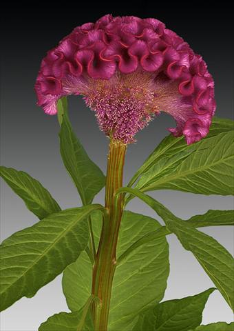 Foto de variedad de flores para ser usadas como: Maceta y planta de temporada Celosia argentea cristata Act Dara