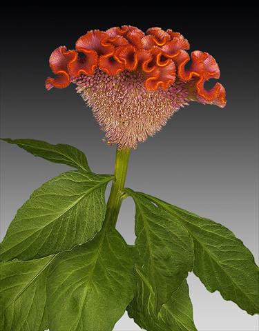 Foto de variedad de flores para ser usadas como: Maceta y planta de temporada Celosia argentea cristata Act Orla
