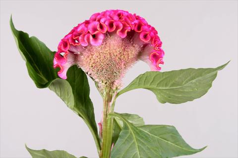 Foto de variedad de flores para ser usadas como: Maceta y planta de temporada Celosia argentea cristata Act Rima