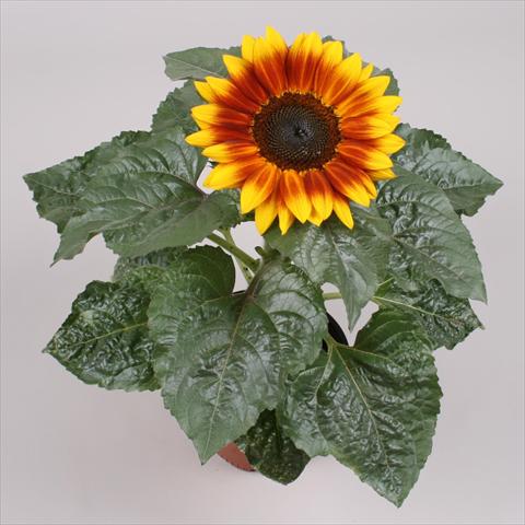Foto de variedad de flores para ser usadas como: Maceta y planta de temporada Helianthus annuus Sunsation Flame Exp