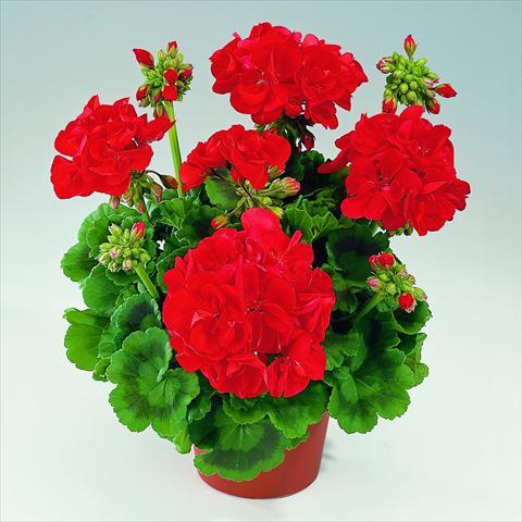 Foto de variedad de flores para ser usadas como: Maceta Pelargonium zonale RED FOX Green Series Aida