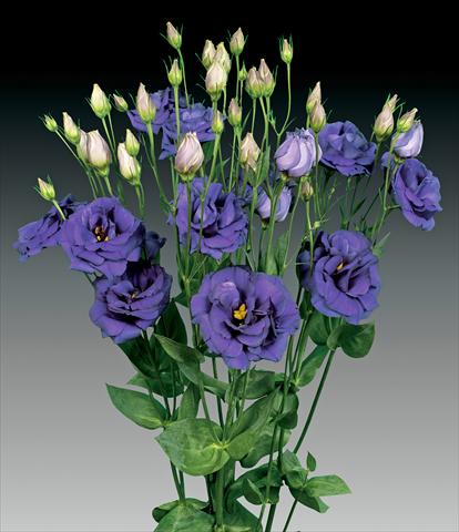 Foto de variedad de flores para ser usadas como: Flor cortada Lisianthus (Eustoma rusellianum) Cessna Blue
