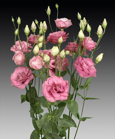 Foto de variedad de flores para ser usadas como: Flor cortada Lisianthus (Eustoma rusellianum) Cessna Rose
