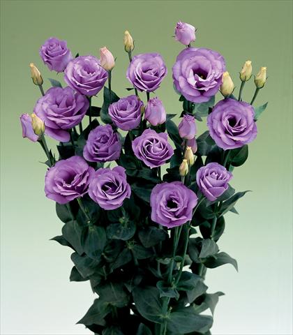 Foto de variedad de flores para ser usadas como: Flor cortada Lisianthus (Eustoma rusellianum) Croma Lavender