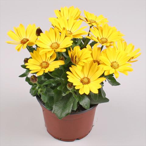 Foto de variedad de flores para ser usadas como: Maceta y planta de temporada Osteospermum Cape Daisy® Yellow Halo