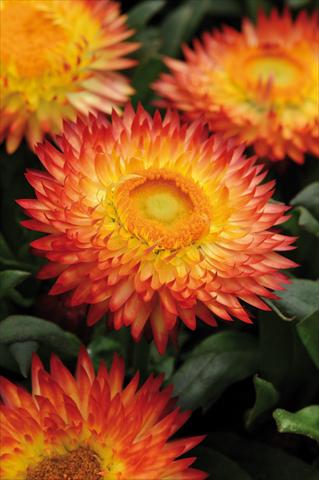Foto de variedad de flores para ser usadas como: Maceta y planta de temporada Bracteantha bracteatum Dreamtime™ Jumbo Red Ember