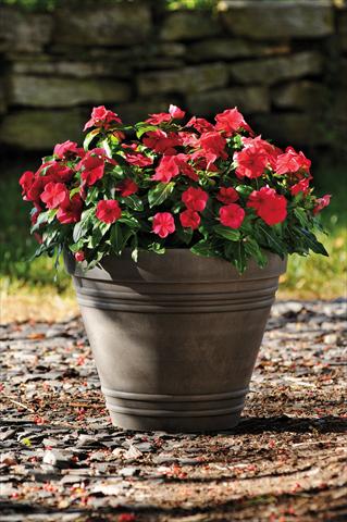 Foto de variedad de flores para ser usadas como: Maceta y planta de temporada Catharanthus roseus - Vinca Titan F1 Red Dark