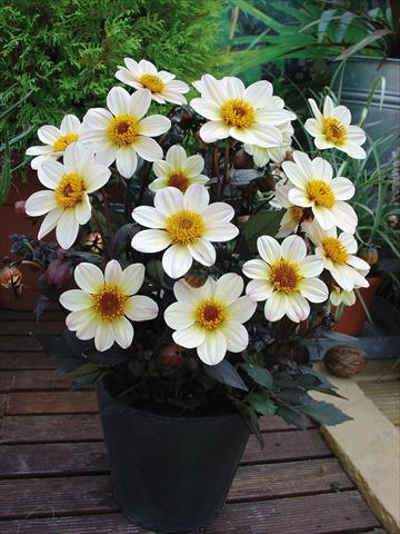 Foto de variedad de flores para ser usadas como: Maceta y planta de temporada Dahlia Happy Days Cream