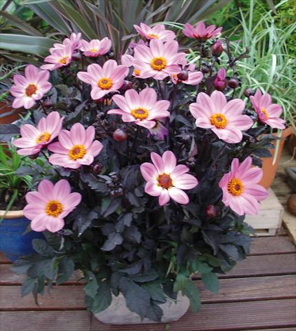 Foto de variedad de flores para ser usadas como: Maceta y planta de temporada Dahlia Happy Days Pink