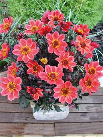 Foto de variedad de flores para ser usadas como: Maceta y planta de temporada Dahlia Happy Days Red