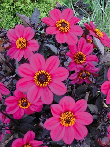Foto de variedad de flores para ser usadas como: Maceta y planta de temporada Dahlia Happy Days Rose