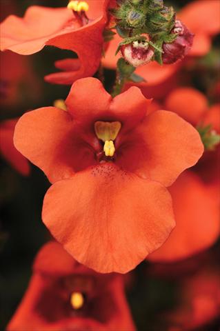 Foto de variedad de flores para ser usadas como: Maceta y planta de temporada Diascia Juliet™ Orange