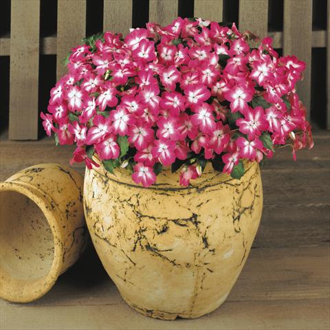 Foto de variedad de flores para ser usadas como: Maceta y planta de temporada Impatiens walleriana Dezire™ Starburst Rose