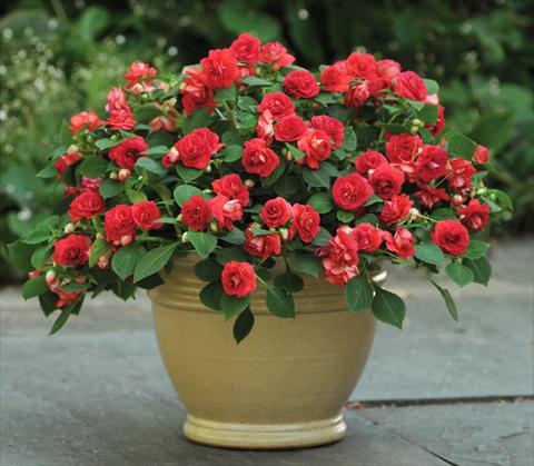 Foto de variedad de flores para ser usadas como: Maceta y planta de temporada Impatiens walleriana Fiesta™ Sunrise Red