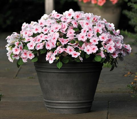 Foto de variedad de flores para ser usadas como: Maceta y planta de temporada Impatiens walleriana Impreza™ F1 Cherry Splash