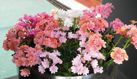 Foto de variedad de flores para ser usadas como: Maceta y planta de temporada Lewisia cotyledon Regenbogen