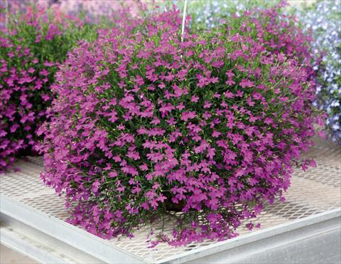 Foto de variedad de flores para ser usadas como: Maceta, patio, Tarrina de colgar Lobelia Purple Star