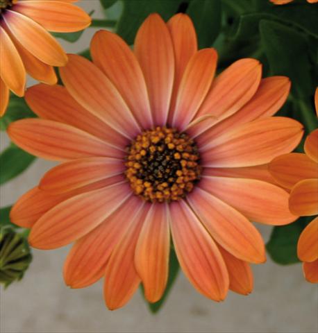 Foto de variedad de flores para ser usadas como: Maceta y planta de temporada Osteospermum Astra™ Orange Sunrise