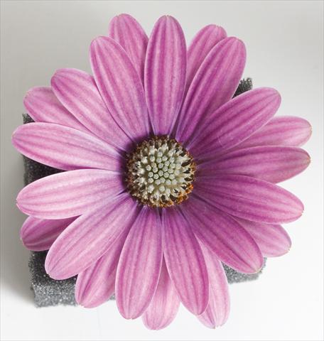 Foto de variedad de flores para ser usadas como: Maceta y planta de temporada Osteospermum Astra™ Rose with Eye