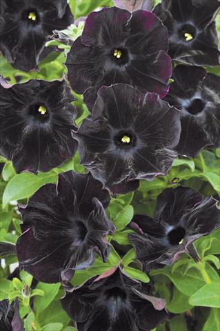 Foto de variedad de flores para ser usadas como: Maceta, patio, Tarrina de colgar Petunia Mystical Black Velvet