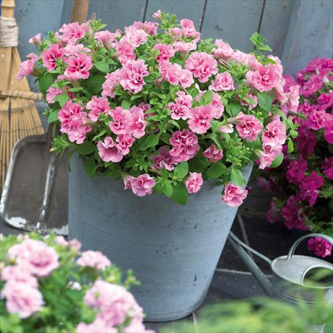 Foto de variedad de flores para ser usadas como: Maceta, patio, Tarrina de colgar Petunia Viva® Double Pink