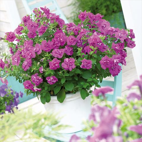Foto de variedad de flores para ser usadas como: Maceta, patio, Tarrina de colgar Petunia Viva® Double Purple