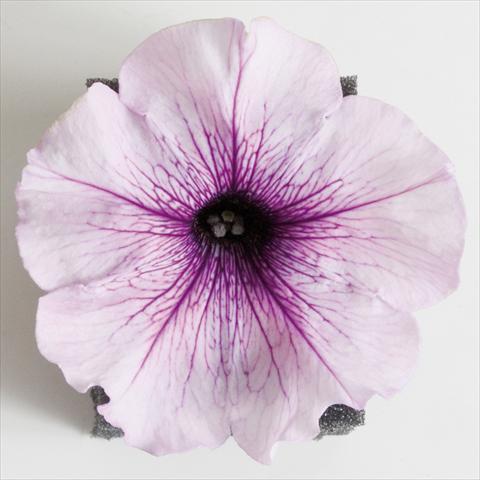 Foto de variedad de flores para ser usadas como: Maceta, patio, Tarrina de colgar Petunia Viva® Lilac Vein