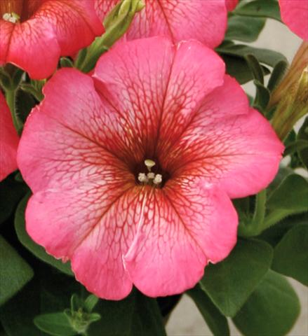 Foto de variedad de flores para ser usadas como: Maceta, patio, Tarrina de colgar Petunia Viva® Rose Blush