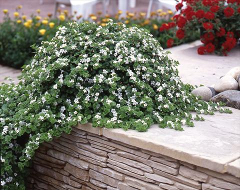 Foto de variedad de flores para ser usadas como: Maceta, patio, Tarrina de colgar Bacopa (Sutera cordata) Baja White