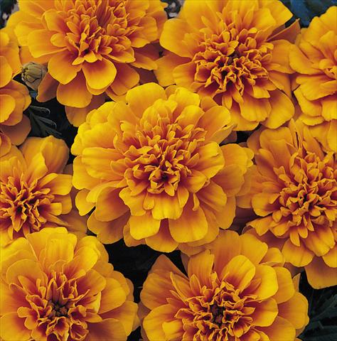 Foto de variedad de flores para ser usadas como: Maceta y planta de temporada Tagetes patula Nana Bonanza Orange