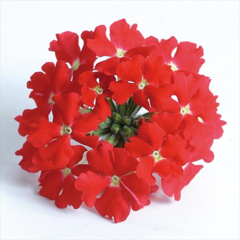 Foto de variedad de flores para ser usadas como: Maceta, patio, Tarrina de colgar Verbena Venturi™ Scarlet