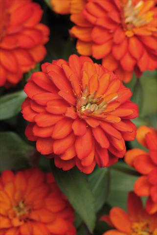 Foto de variedad de flores para ser usadas como: Maceta y planta de temporada Zinnia marylandica Zahara™ Double Fire