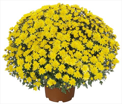 Foto de variedad de flores para ser usadas como: Maceta y planta de temporada Chrysanthemum multiflora Pamplona Jogger Yellow