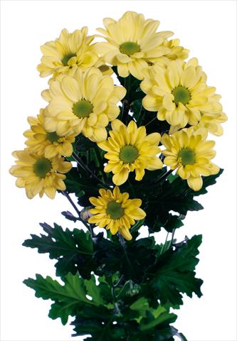 Foto de variedad de flores para ser usadas como: Maceta y planta de temporada Chrysanthemum Bacardi Cream