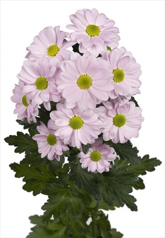 Foto de variedad de flores para ser usadas como: Maceta y planta de temporada Chrysanthemum Bacardi Pearl