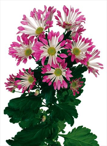 Foto de variedad de flores para ser usadas como: Maceta y planta de temporada Chrysanthemum Dance