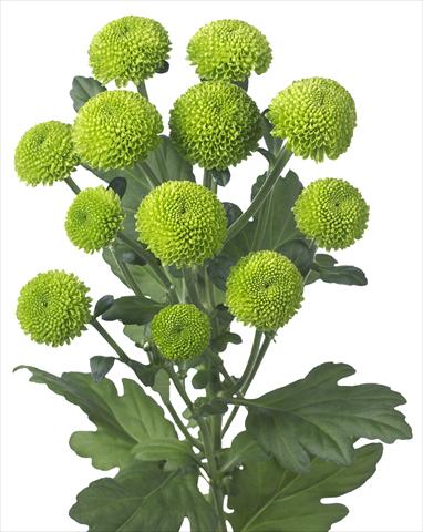Foto de variedad de flores para ser usadas como: Maceta y planta de temporada Chrysanthemum Feeling Green Dark
