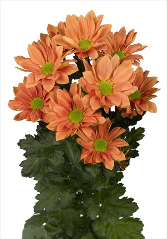 Foto de variedad de flores para ser usadas como: Maceta y planta de temporada Chrysanthemum Grand Orange